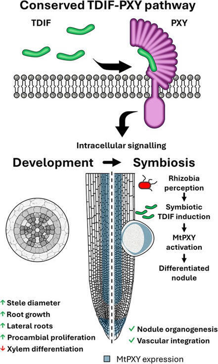 Co-option of developmental receptor&ndash;ligand signaling in plant symbiosis | Plant and Cell Physiology | Oxford Academic | Plant-Microbe Symbiosis | Scoop.it
