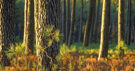 Qu'est-ce que le n&eacute;matode du pin rep&eacute;r&eacute; pour la 1ere fois en France ? | Biodiversit&eacute; - @ZEHUB on Twitter | Scoop.it