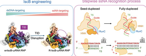 Structure basis for single-strand nucleic acid targeting by IscB and variants | nar | RMH | Scoop.it