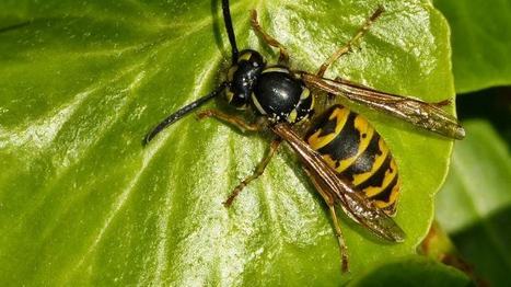 Pourquoi est-il nécessaire pour la planète de laisser les guêpes tranquilles ? | Variétés entomologiques | Scoop.it