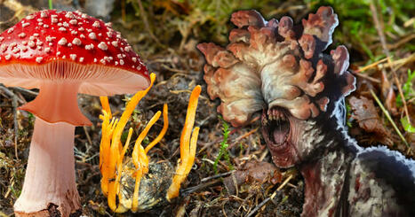 Ces champignons toxiques responsables d'une future catastrophe sanitaire | Toxique, soyons vigilant ! | Scoop.it