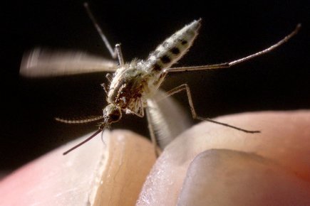 Tromper le flair des moustiques pour mieux lutter contre le paludisme | Richard Ingham | EntomoNews | Scoop.it