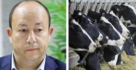 Tunisie : Le secteur laitier va s’effondrer après la perte de 35% du cheptel | Lait de Normandie... et d'ailleurs | Scoop.it