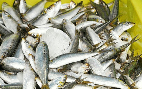 « Les sardines sont en souffrance climatique », confirme Clara Ulrich, de l’Ifremer | HALIEUTIQUE MER ET LITTORAL | Scoop.it