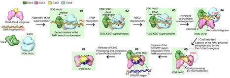 Structural insights into Cas9-mediated prespacer selection in CRISPR-Cas adaptation | Brvm | RMH | Scoop.it