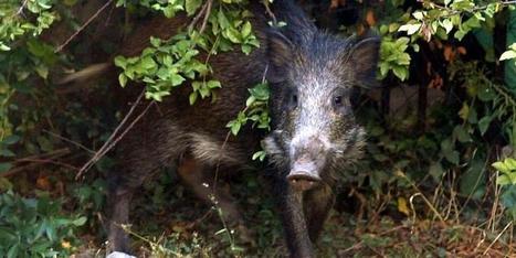 Deux sangliers attaqués par des loups dans le massif de la Sainte-Baume? | Loup | Scoop.it