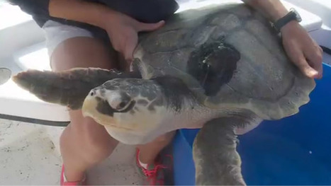 Three turtles released into wild, rescued after BP oil spill / 27.10.2016 | Pollution accidentelle des eaux (+ déchets plastiques) | Scoop.it