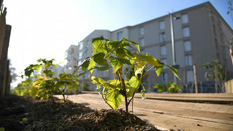 Vergers urbains, pour un retour à la terre | France urbaine | ESPACES VEGETALISES URBAINS | Scoop.it