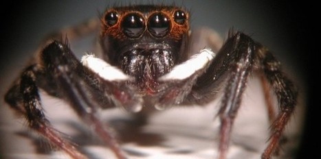 La vision de la profondeur chez l'araignée sauteuse | EntomoNews | Scoop.it