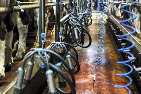 Nouvelle-Zélande : La production de lait en baisse de 10% en juin | Lait de Normandie... et d'ailleurs | Scoop.it