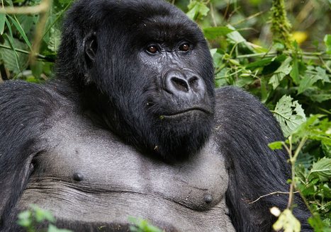 Primatologist warns of possible great ape extinction | BIODIVERSITY IS LIFE  – | Scoop.it