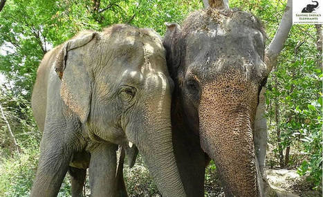 Sirkusnorsu viett&auml;&auml; el&auml;kep&auml;ivi&auml; yst&auml;viens&auml; kanssa | 1Uutiset - Lukemisen t&auml;hden | Scoop.it