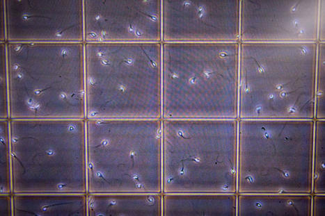 Le d&eacute;clin de la fertilit&eacute; masculine est mondial et s&rsquo;acc&eacute;l&egrave;re | Toxique, soyons vigilant ! | Scoop.it