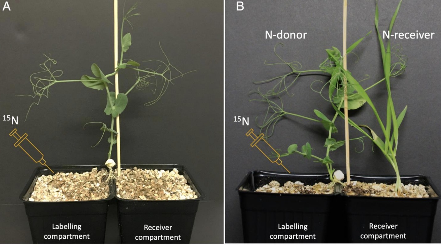 Split-root assays for studying legume-rhizobia ...