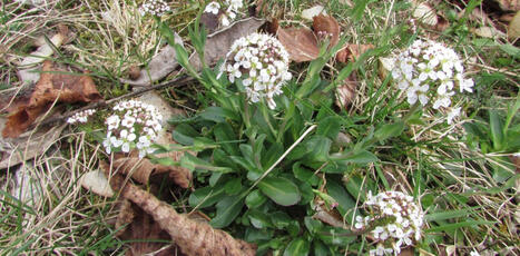 En Moselle, on d&eacute;pollue les sols d&rsquo;une&nbsp;friche sid&eacute;rurgique gr&acirc;ce aux&nbsp;plantes - The Conversation | Biodiversit&eacute; | Scoop.it