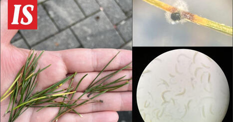 Suomesta l&ouml;ydetty uusi vieraslaji, kasvitauti tuhoaa m&auml;ntyj&auml; | 1Uutiset - Lukemisen t&auml;hden | Scoop.it