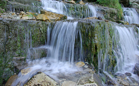 Maailman pienimm&auml;t el&auml;imet | 1Uutiset - Lukemisen t&auml;hden | Scoop.it