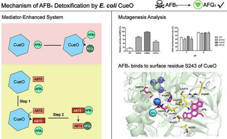 Escherichia coli CueO Efficiently Detoxifies Aflatoxin B1 via a Mediator-Enhanced Two-Step Mechanism | acs | RMH | Scoop.it