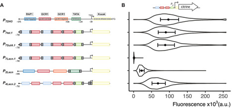 Orthogonal inducible transcriptional control systems for investigation of gene-gene interactions in Saccharomyces cerevisiae | ComB | RMH | Scoop.it
