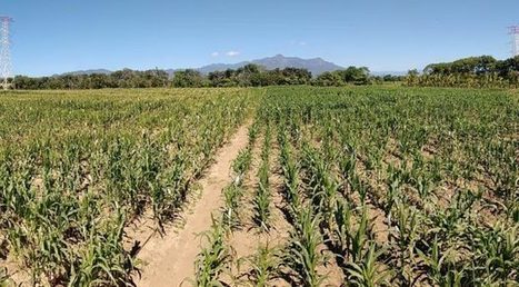 The Complexities of Modern Plant Phenomics: A Guest Blog by our Plant Phenomics Series Guest Editors - GigaBlog | Plant Biology Teaching Resources (Higher Education) | Scoop.it