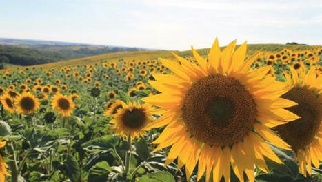 Des pistes &agrave; l'&eacute;tude pour lutter contre les oiseaux - Le r&eacute;seau des Carnot | Pour innover en agriculture | Scoop.it