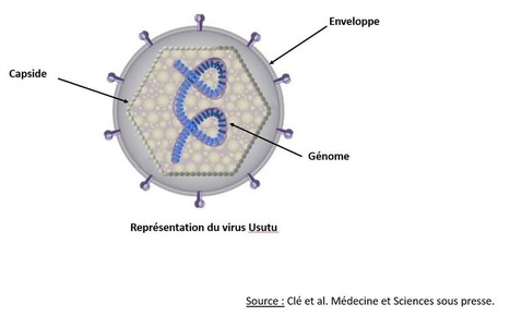 En France, les moustiques transmettent aussi le virus Usutu (1/4) | EntomoNews | Scoop.it