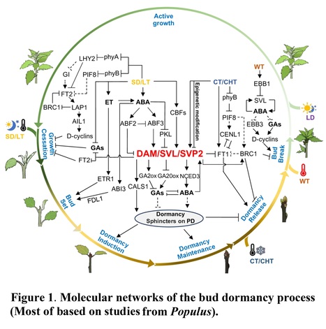 Molecular Advances of Bud Dormancy in Trees - Review  | Plant hormones (Literature sources on phytohormones and plant signalling) | Scoop.it