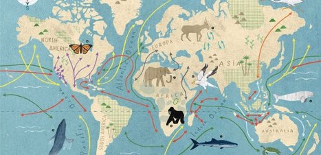 How we’re connecting the dots at the Convention on Migratory Species | Biodiversité | Scoop.it