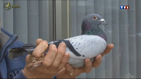 Voici Bolt, le pigeon qui valait 310.000 euros | Mais n'importe quoi ! | Scoop.it