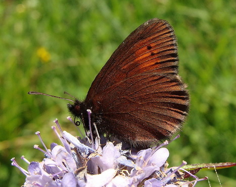 Faune et flore d’Auvergne Limousin | Variétés entomologiques | Scoop.it