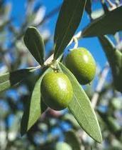 Research - Olive Oil / Leaf Extract | naturopath | Scoop.it