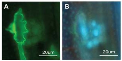 MPMI: Nonhost Resistance of Rice to Rust Pathogens | Plants and Microbes | Scoop.it