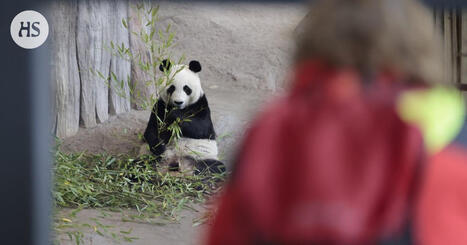 Miljoonia euroja hukattiin salaisilla päätöksillä, eläinpuiston rikosjuttu siirtymässä syyttäjälle | HS.fi | 1Uutiset - Lukemisen tähden | Scoop.it