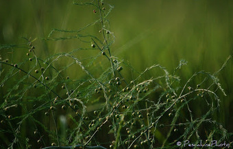 Flore de Camargue: Asparagus officinalis, Asperge officinale | Camargue Nature | Scoop.it