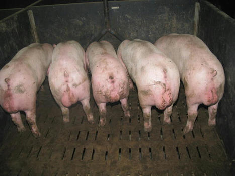 Les six points clés pour bien nourrir les porcs mâles entiers | Actualité Bétail | Scoop.it
