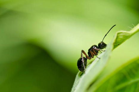 L’effondrement des populations d’insectes est-il arrivé au Québec ? | EntomoNews | Scoop.it