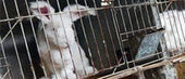 Le boycott de l'angora se r&eacute;pand parmi les marques | ENSAIT DOC | Scoop.it