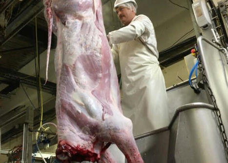 Abattoirs : les diagnostics territoriaux sont lancés | Actualité Bétail | Scoop.it