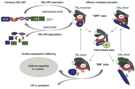 Current Opin Plant Biol: How to build a pathogen detector: structural basis of NB-LRR function (2012) | Plants and Microbes | Scoop.it