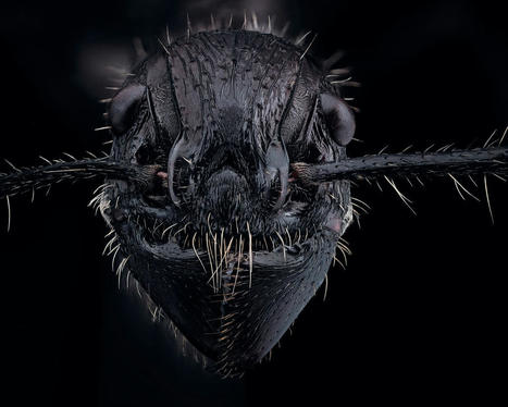 Paraponera clavata, la fourmi balle de fusil | Insect Archive | Scoop.it