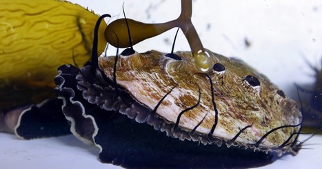 Behind the Story: Tracking abalone in the lab, by boat and under the sea | Coastal Restoration | Scoop.it