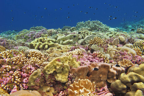 Another way to check the health of a coral reef: Study the microbes in the seawater | Industry 411 - Waste Management | Scoop.it