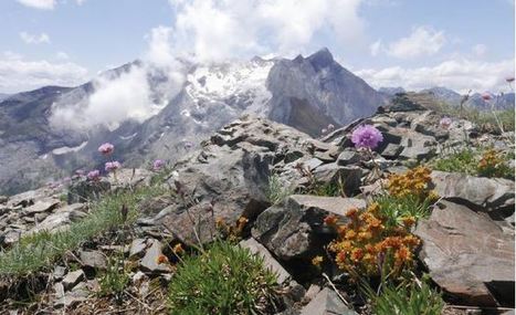 Une mission scientifique étudie les effets du réchauffement climatique sur la flore des Pyrénées | Vallées d'Aure & Louron - Pyrénées | Scoop.it