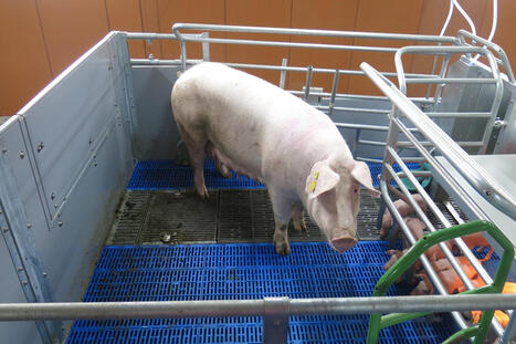 Enqu&ecirc;te &eacute;leveurs sur la transition vers la fin des cages en &eacute;levages porcins | SCIENCES DE L' ANIMAL | Scoop.it