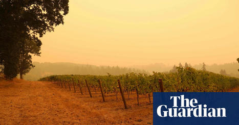 Frosts, heatwaves and wildfires: the climate crisis is hitting the wine industry hard | The Guardian | Agents of Behemoth | Scoop.it