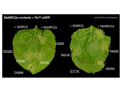 bioRxiv:&nbsp;A conserved structural logic underlies sensor-helper NLR communication in the NRC immune receptor network (2026) | Publications from The Sainsbury Laboratory | Scoop.it
