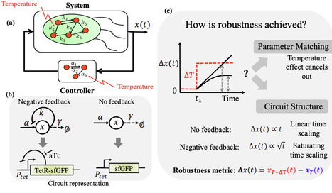 A Structural Design Principle for Temperature Robustness in Biomolecular Circuits | brvsb | RMH | Scoop.it