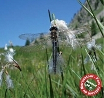 La revue Insectes n°172 spécial Mercantour | Variétés entomologiques | Scoop.it