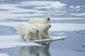 Polar bear researchers urge governments to act now and save the species | World Science Environment Nature News | Scoop.it