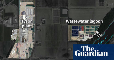 Revealed: Tyson Foods dumps millions of pounds of toxic pollutants into US rivers and lakes | Environment | The Guardian | The EcoPlum Daily | Scoop.it